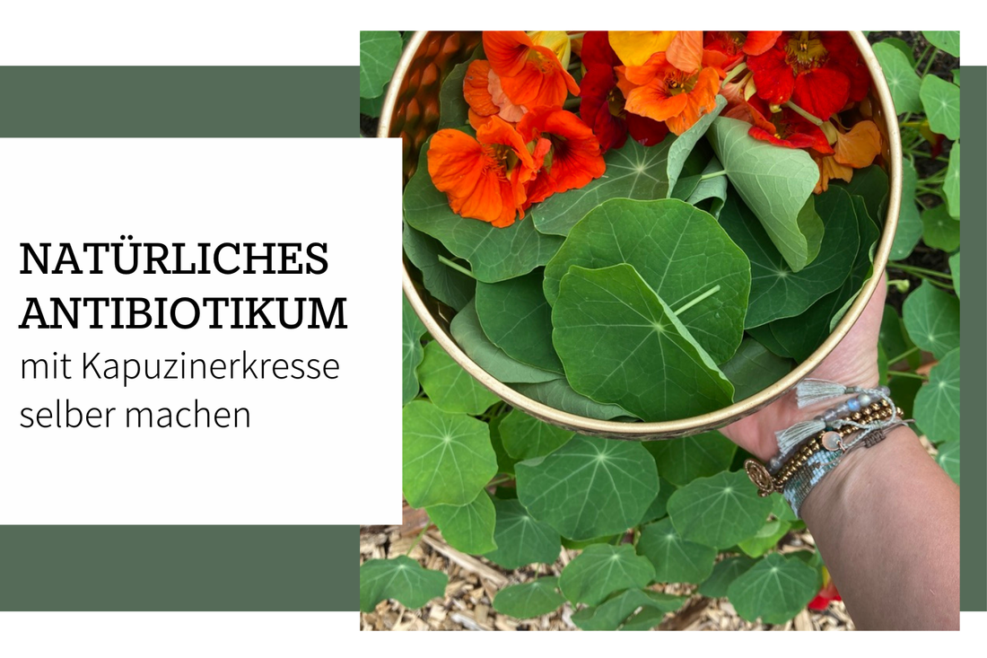 Kapuzinerkresse: Natürliches Antibiotikum aus der Natur