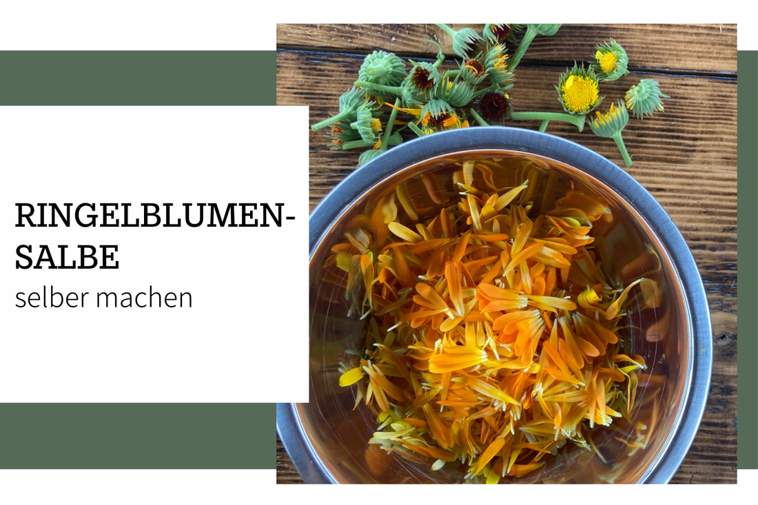 Ringelblumensalbe selber machen