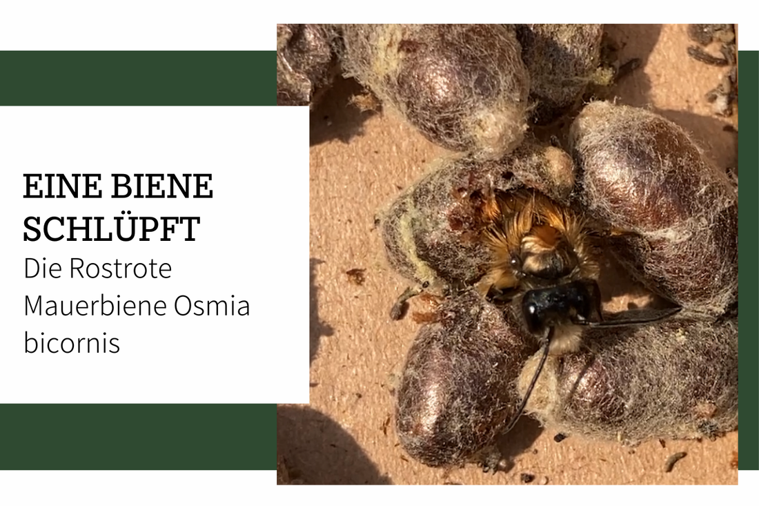 Meine Bienen schlüpfen – Die Rostrote Mauerbiene Osmia bicornis