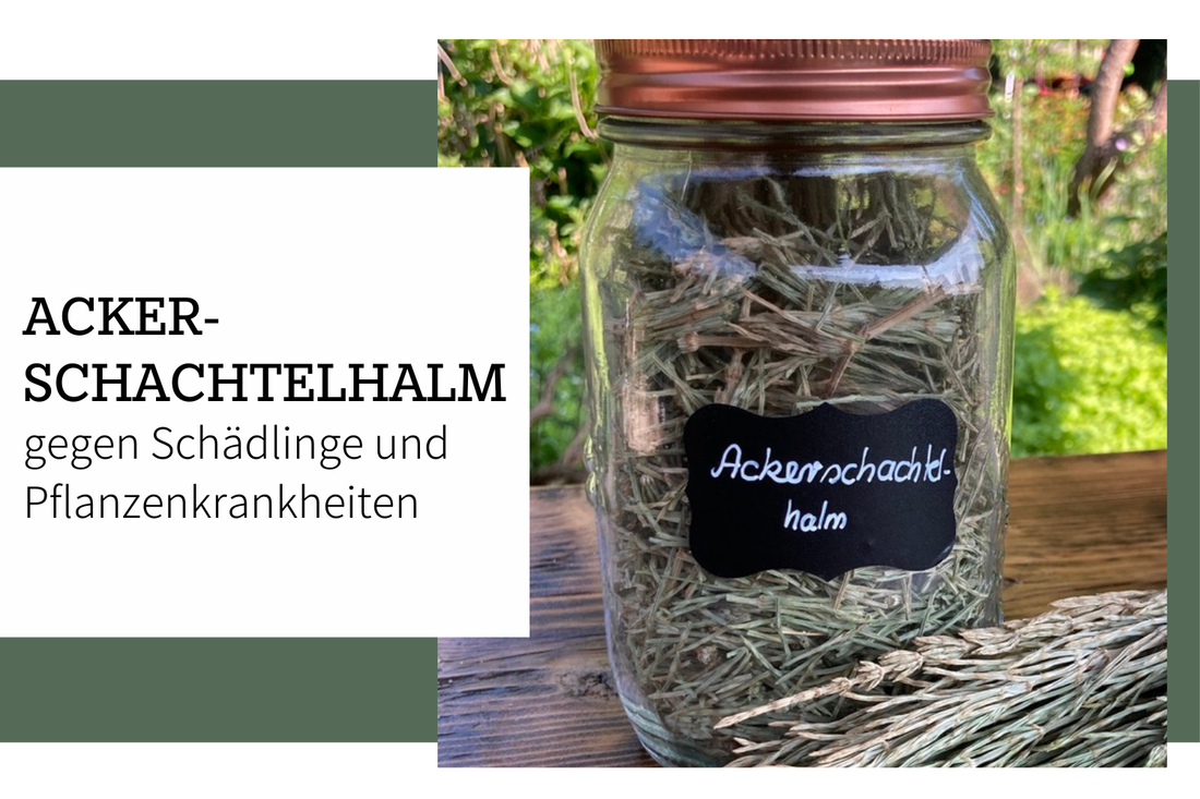 Ackerschachtelhalm gegen Schädlinge und Pflanzenkrankheiten