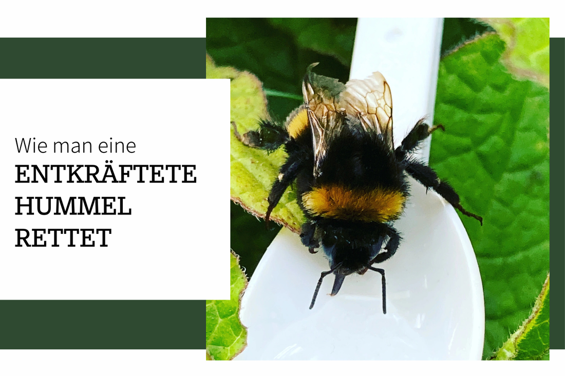 Eine entkräftete Hummel retten